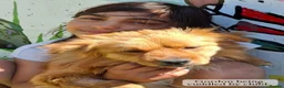 Mixed Breed dogs for adoption: Gordon 3-4 years .Available for adoption in Brixham - Advert 13