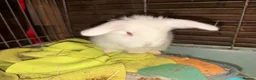 Mini Lop rabbits for sale: Beautiful Mini Lop Rabbits – Ready from 9th Nov - Advert 15