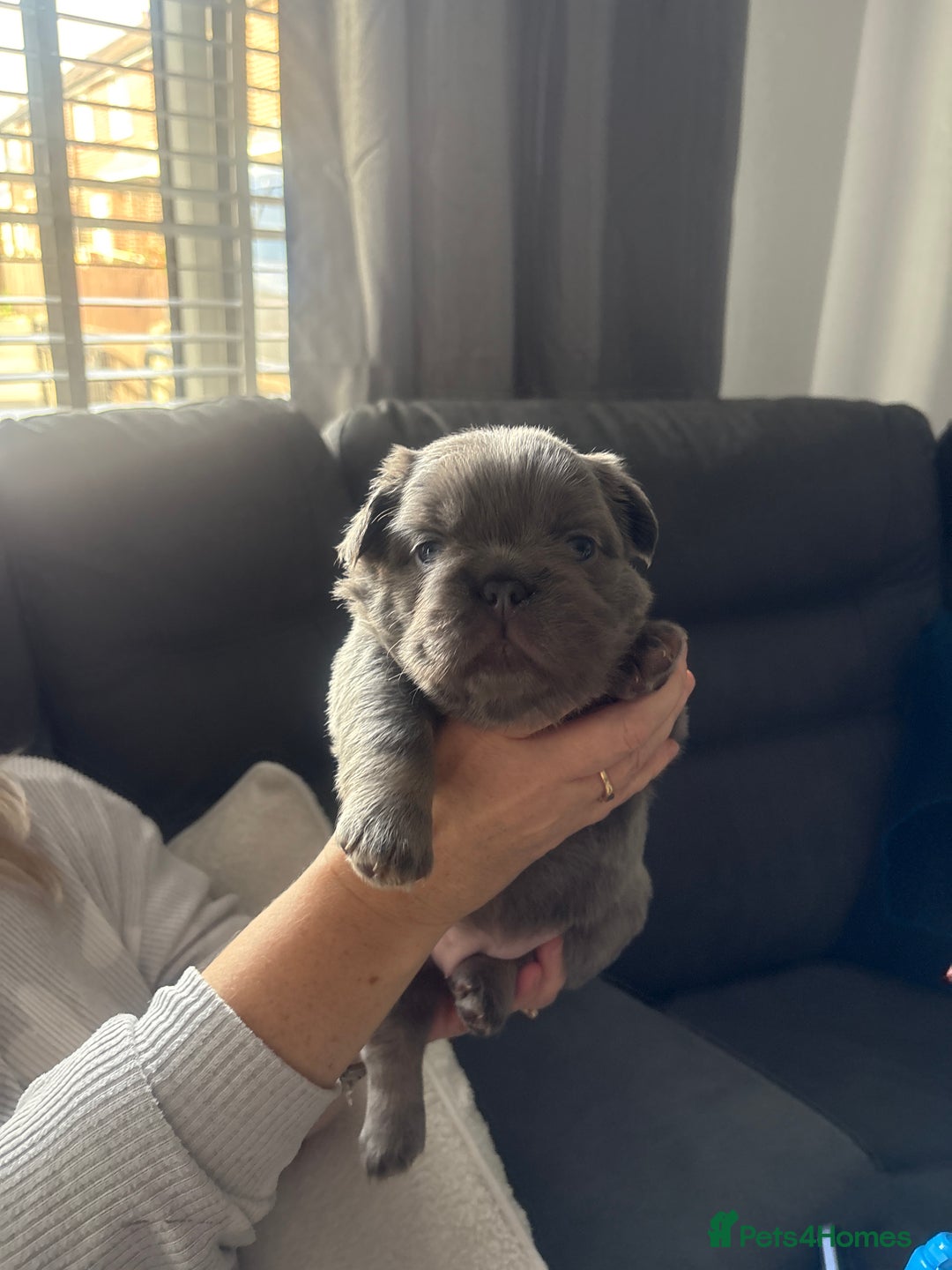 French Bulldog dogs for sale: Fluffy French bulldog  - Image 9