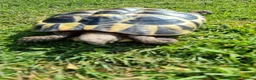 Hermann Tortoise reptiles for sale: Hermanns tortoise  - Advert 12