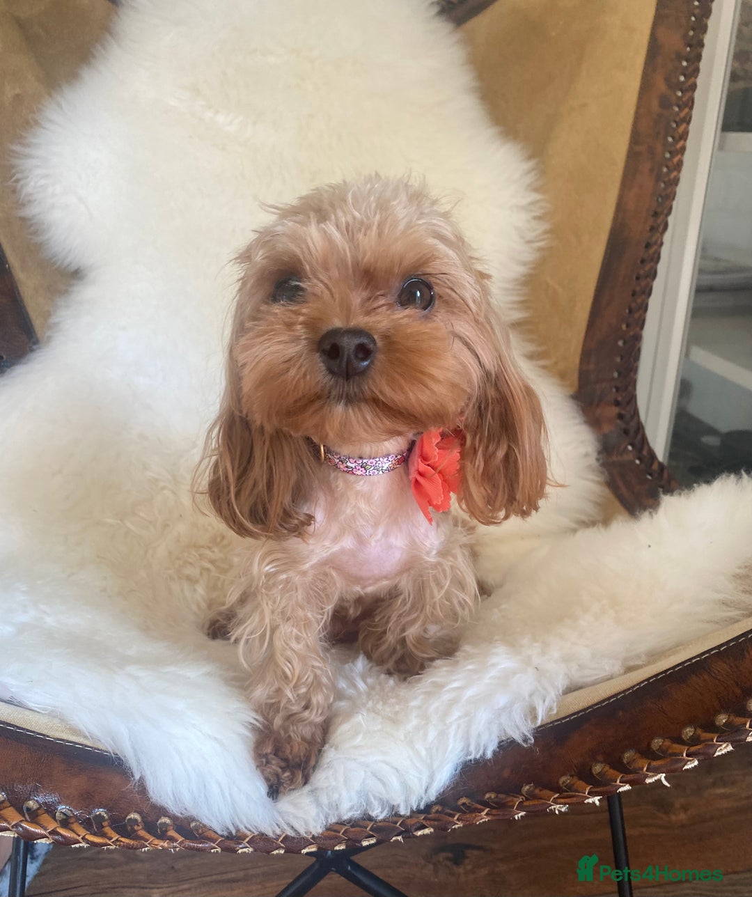 Maltipoo dogs for sale: 🌸Adorable Asian Maltipoo Puppy  - Image 8