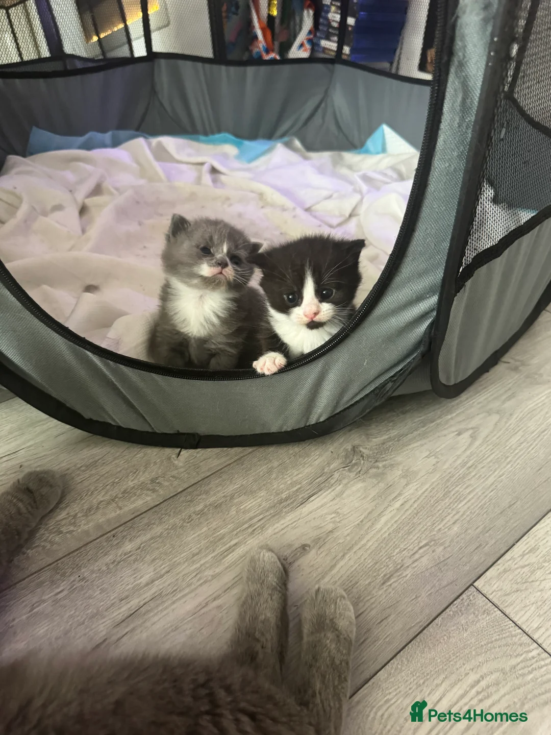Mixed Breed cats for sale: British short hair kittens  - Advert 2