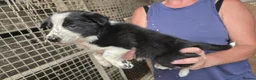 Border Collie dogs for sale: Rough coated black and white border collies pups - Advert 5