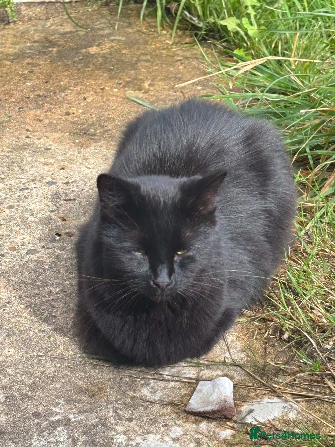 Mixed Breed cats for sale: Three cats for sale  - Image 10