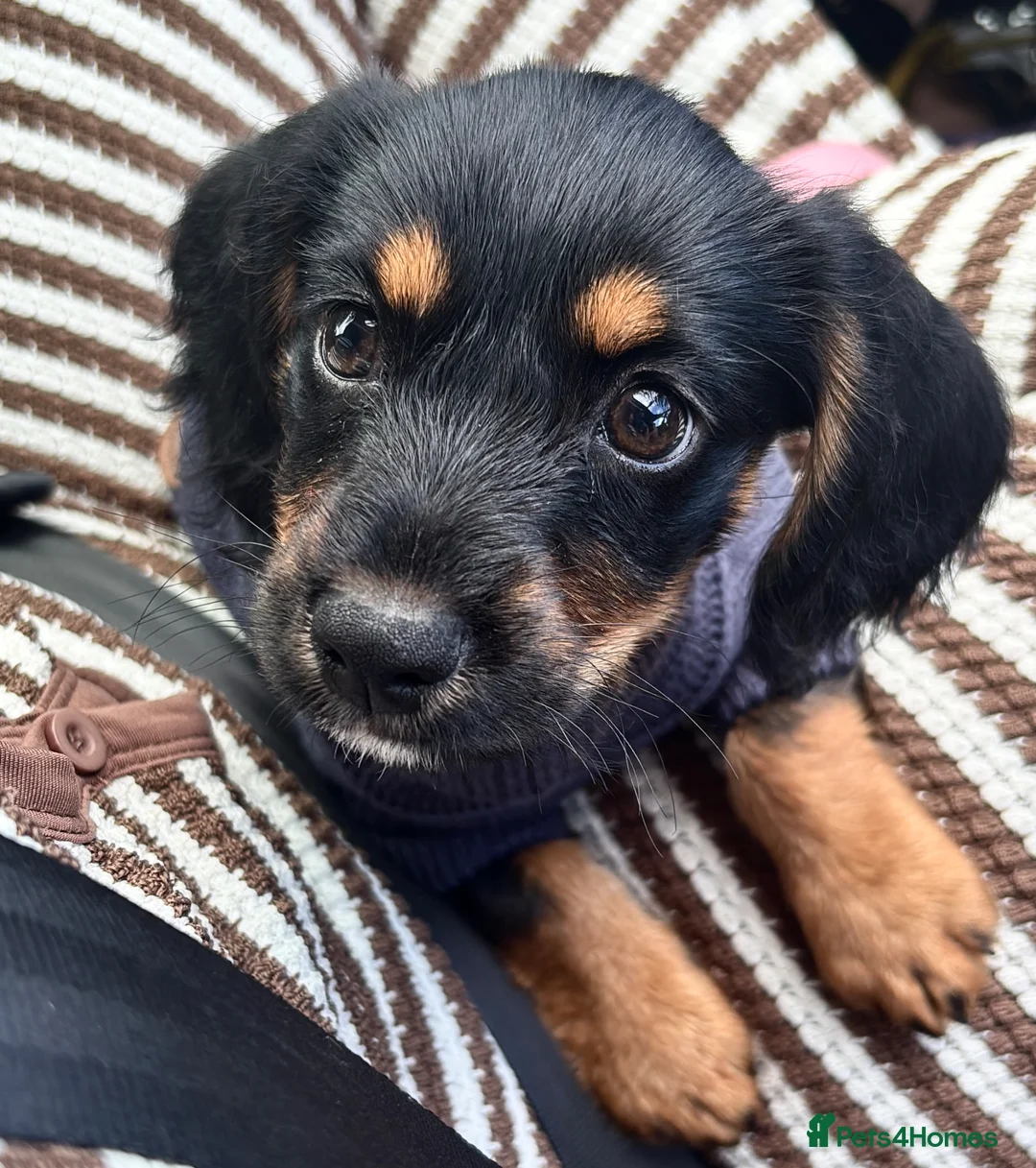 Mixed Breed dogs for sale: Little girl up for sale.  - Advert 1