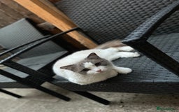 Ragdoll cats for stud: GCCF & TICA BLUE BICOLOUR RAGDOLL STUD  in Gravesend - Image 4