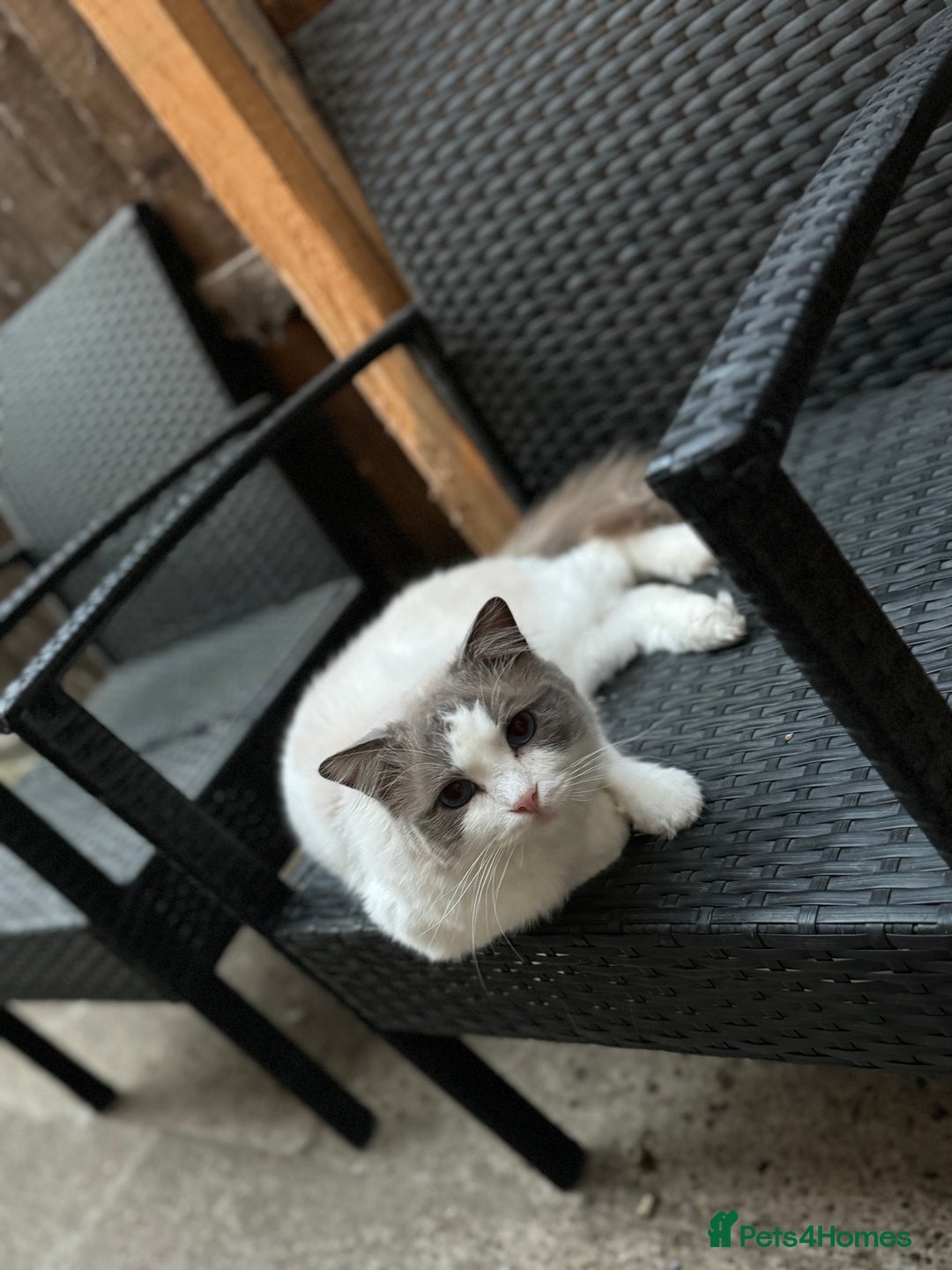 Ragdoll cats for stud: GCCF & TICA BLUE BICOLOUR RAGDOLL STUD  in Gravesend - Image 4