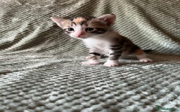 Domestic Shorthair cats for sale: 3 beautiful calico domestic shorthairs  - Image 4