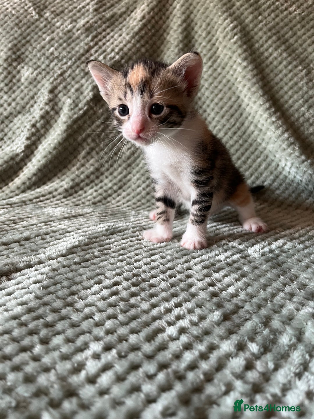 Domestic Shorthair cats for sale: 3 beautiful calico domestic shorthairs  - Image 4
