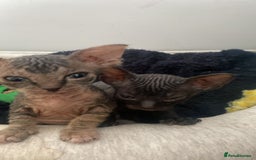Sphynx cats for sale: Sphynx Kittens - Image 2