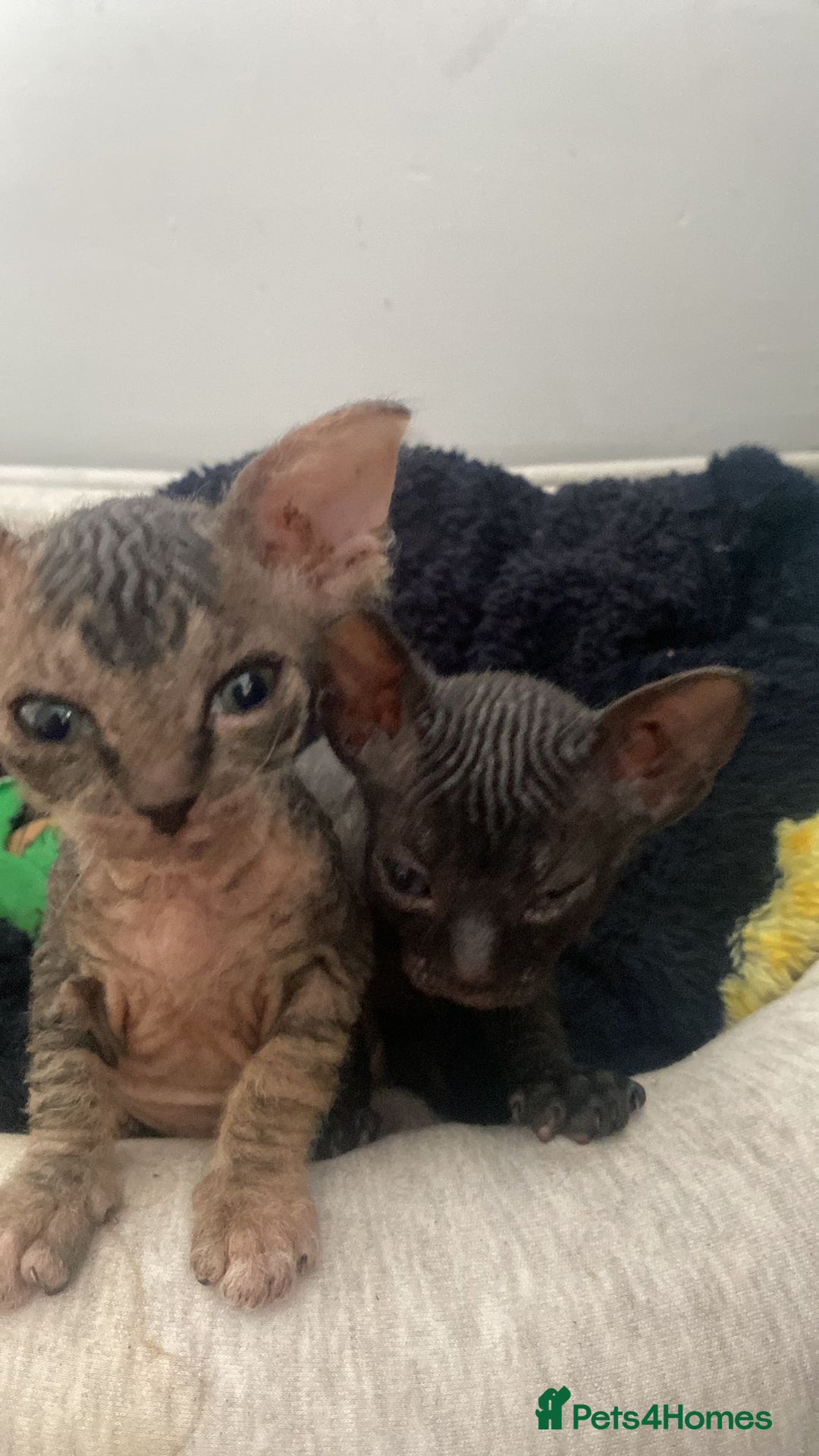 Sphynx cats for sale: Sphynx Kittens - Image 2