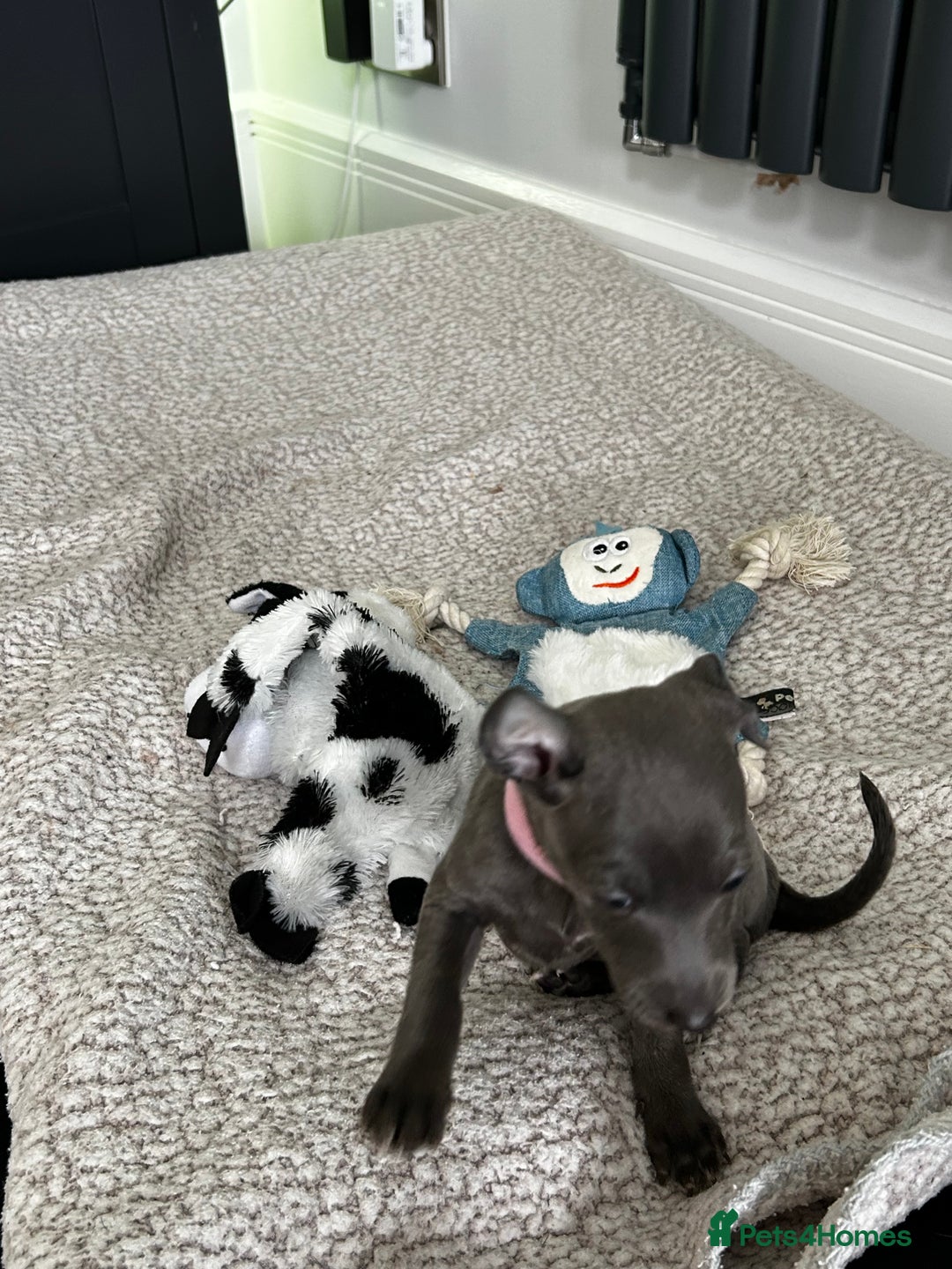 Italian Greyhound dogs for sale: Gorgeous iggy pups - Image 6