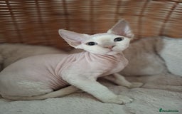 Devon Rex cats for sale: 🥰Leo lilac point with blue eyes Ready now - Image 11