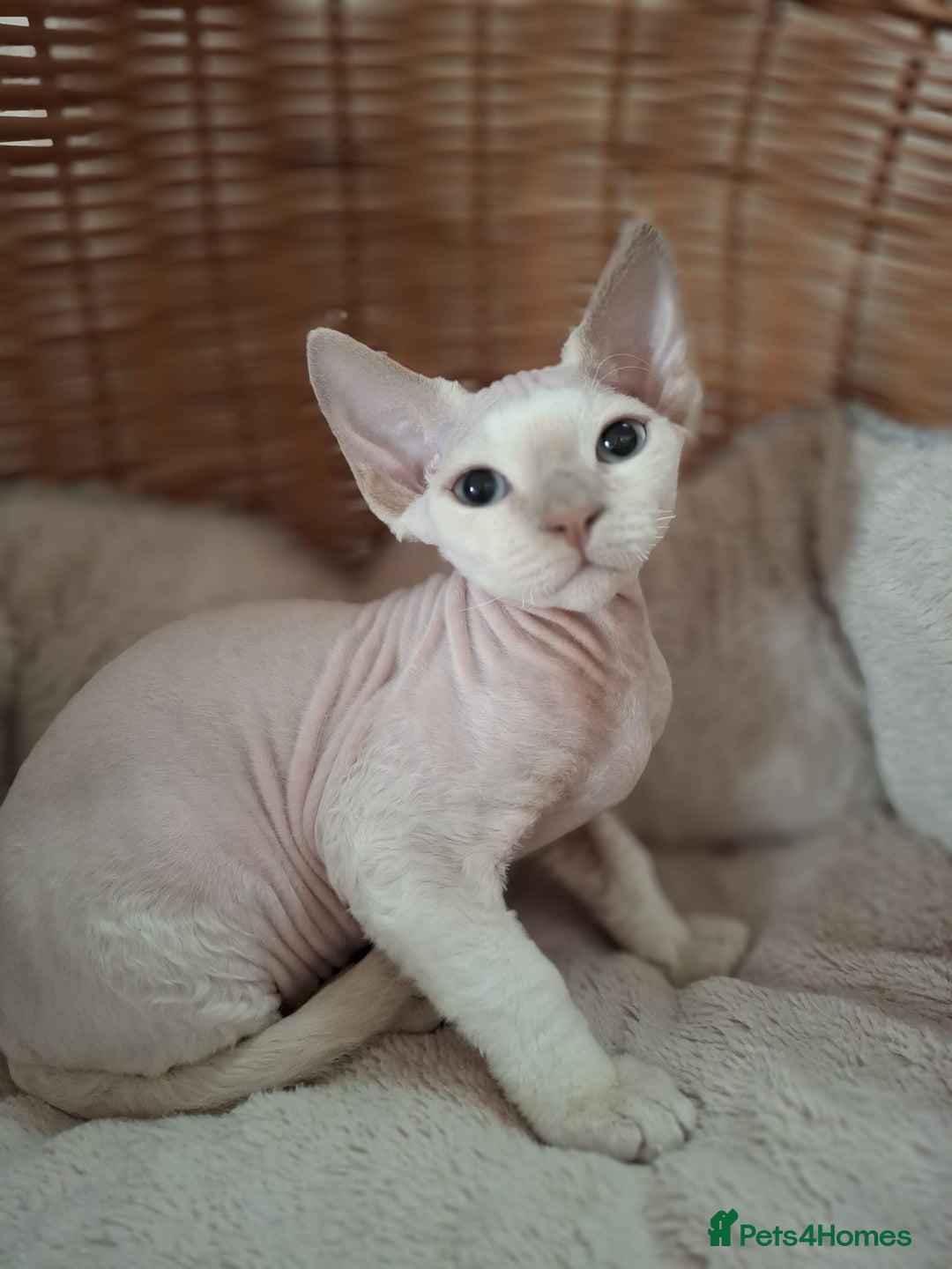 Devon Rex cats for sale: 🥰Leo lilac point with blue eyes Ready now - Image 11