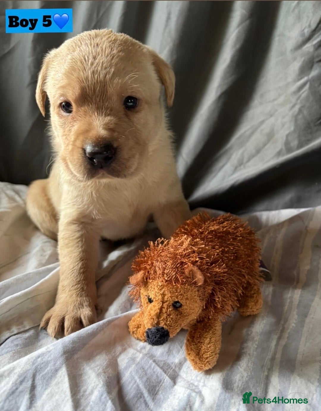 Labrador Retriever dogs for sale: 🐶 8 Gorgeous KC Labrador Puppy’s 🐶 - Image 21