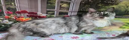 Maine Coon cats for sale: Gorgeous Tortie Smoke Maine Coon - Advert 2