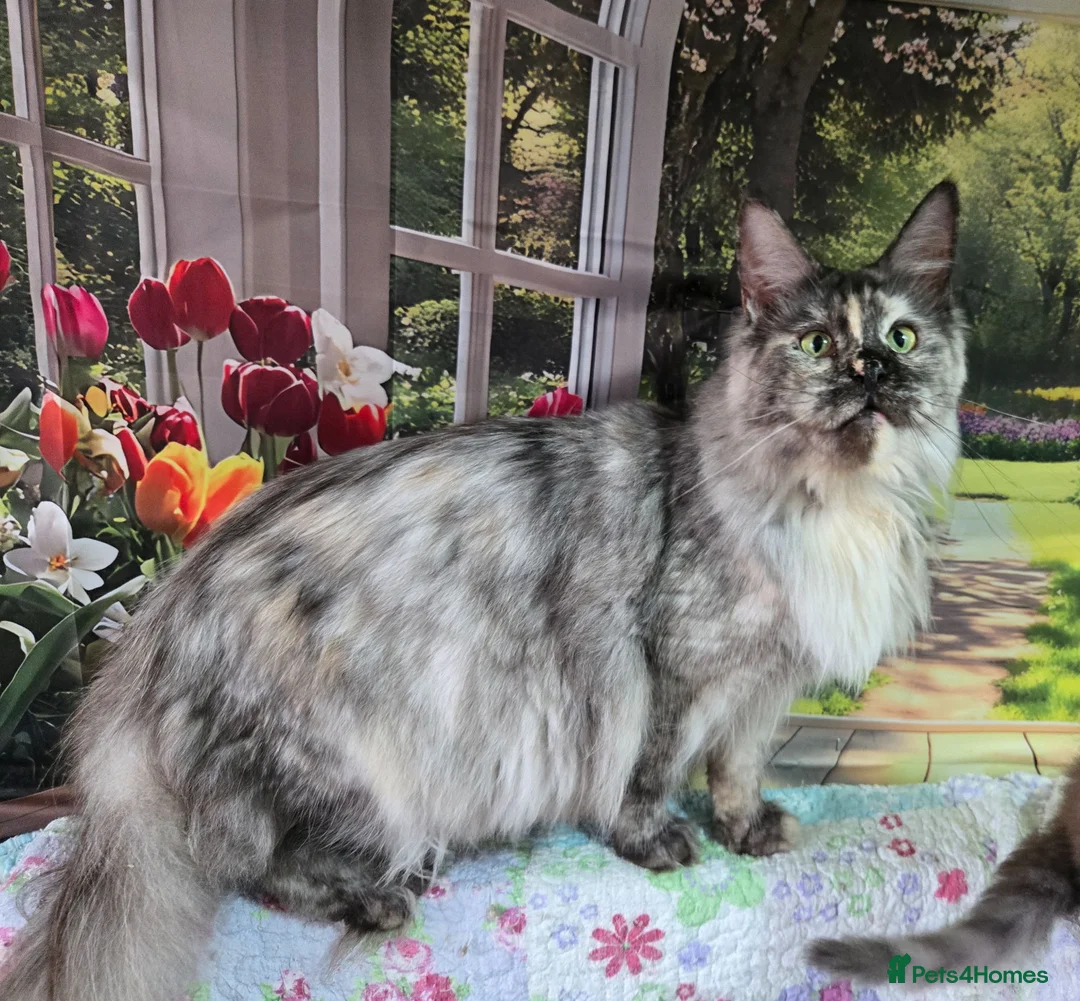 Maine Coon cats for sale: Gorgeous Tortie Smoke Maine Coon - Advert 2