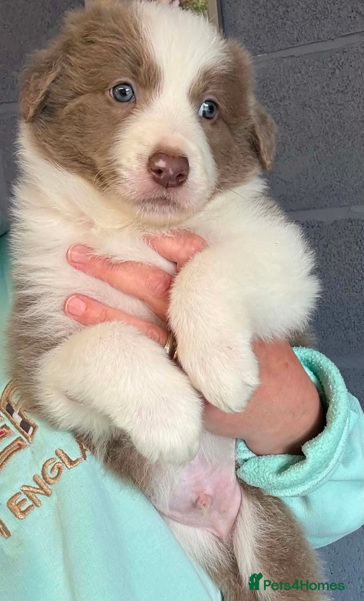 Border Collie dogs Outstanding Border Collie Puppies - Advert 1