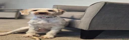 Cockapoo dogs for sale: Daisy - Advert 2