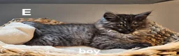 Maine Coon cats for sale: Large Maine Coon kittens regd European bloodline - Advert 1