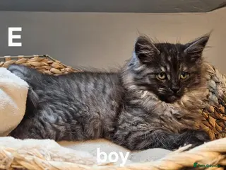Maine Coon cats Large Maine Coon kittens regd European bloodline - Advert 7