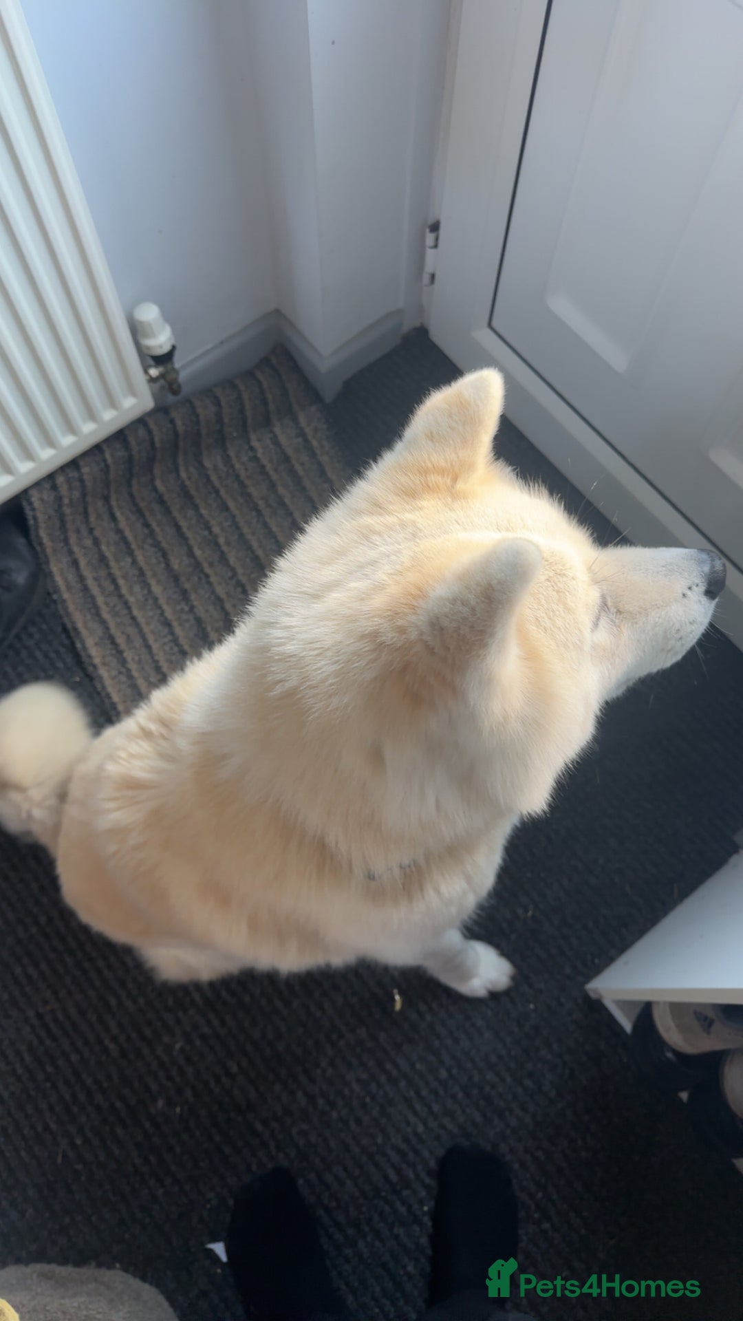 Japanese Akita Inu dogs for stud: Japanese Akita for stud - Image 2