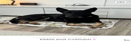 German Shepherd dogs for sale: Elite DDR German Shepherd - World-Class Pedigree  - Advert 16