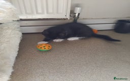 Mixed Breed cats for sale: 1 gorgeous female bengal x kitten for sale. - Image 14