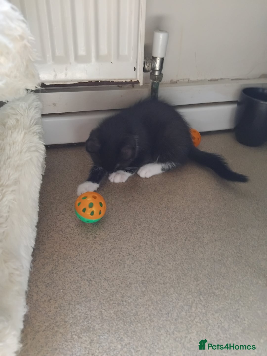 Mixed Breed cats for sale: 1 gorgeous female bengal x kitten for sale. - Image 14