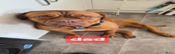 Dogue De Bordeaux dogs for sale: DOGUE DE BORDEAUX PUPPIES in Newark - Advert 3