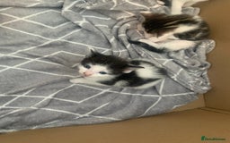 British Shorthair cats for sale: 6 litter mixed domestic kittens  - Image 7