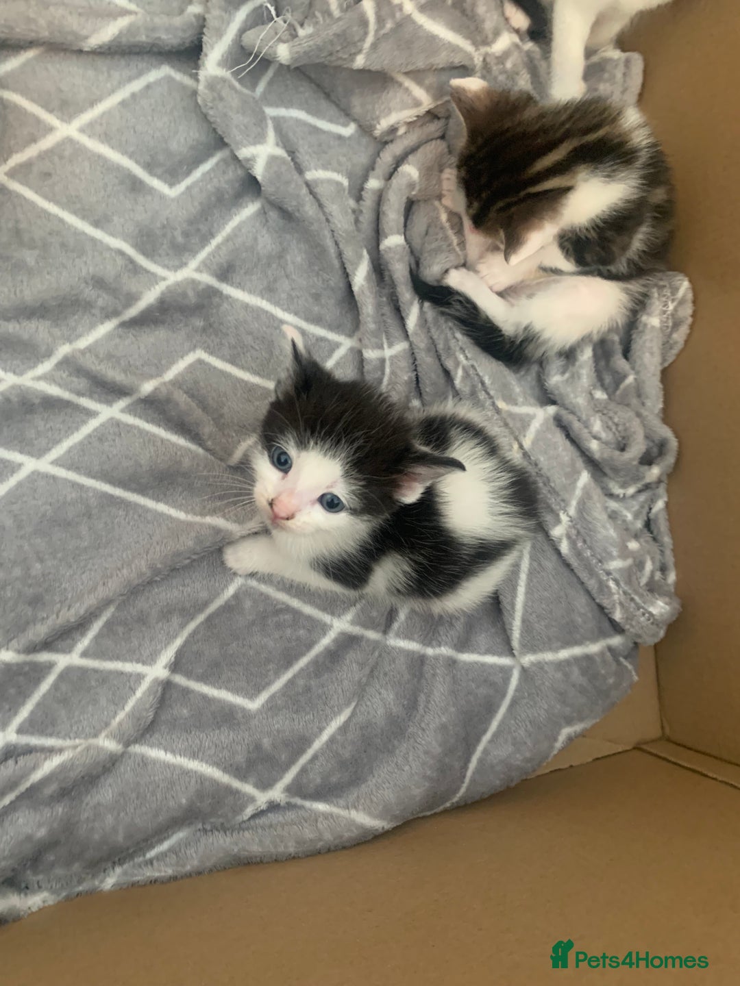 British Shorthair cats for sale: 6 litter mixed domestic kittens  - Image 7
