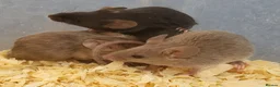 Mouse rodents for sale: Selection of Fancy mice - Advert 3