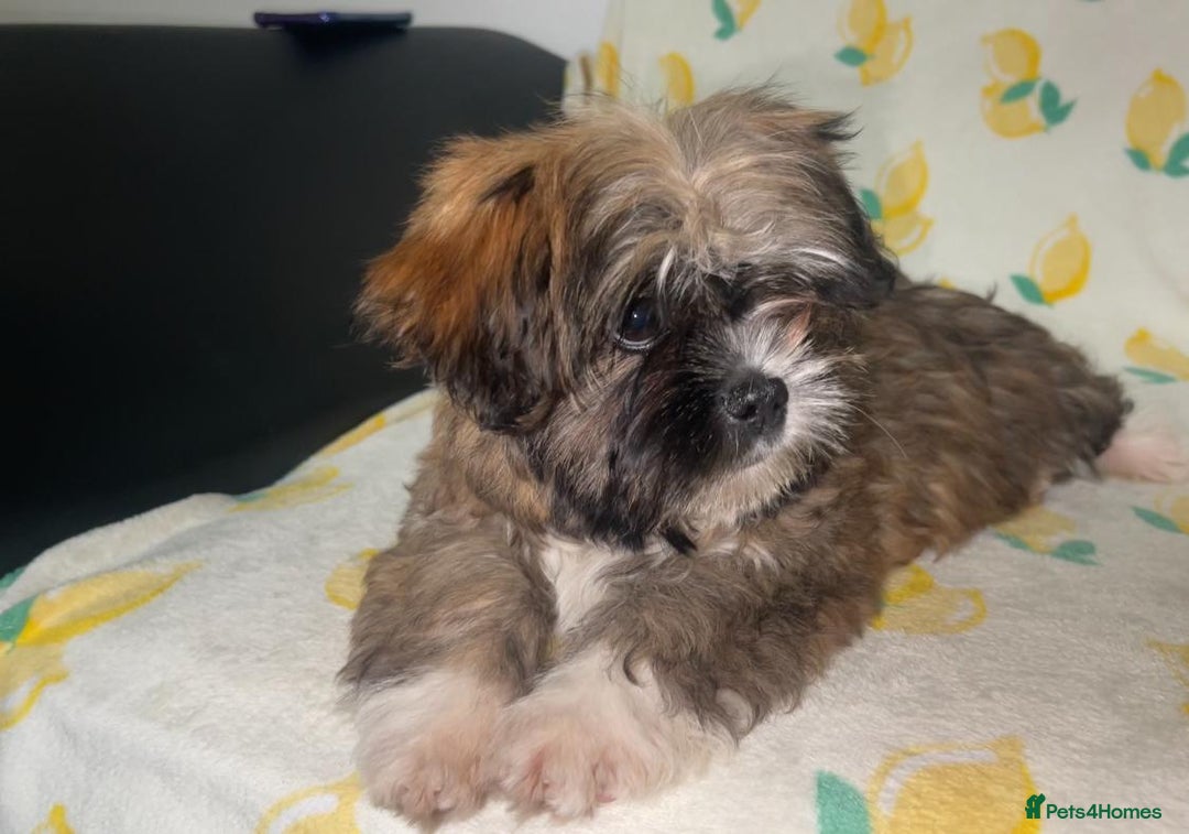 Shih Tzu dogs for sale: Lovely golden boy shih tzu for sale - Image 1