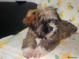 Shih Tzu dogs for sale - Advert 1