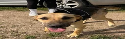 German Shepherd dogs for adoption: Maya – Young German Shepherd x Labrador Cross - Advert 19