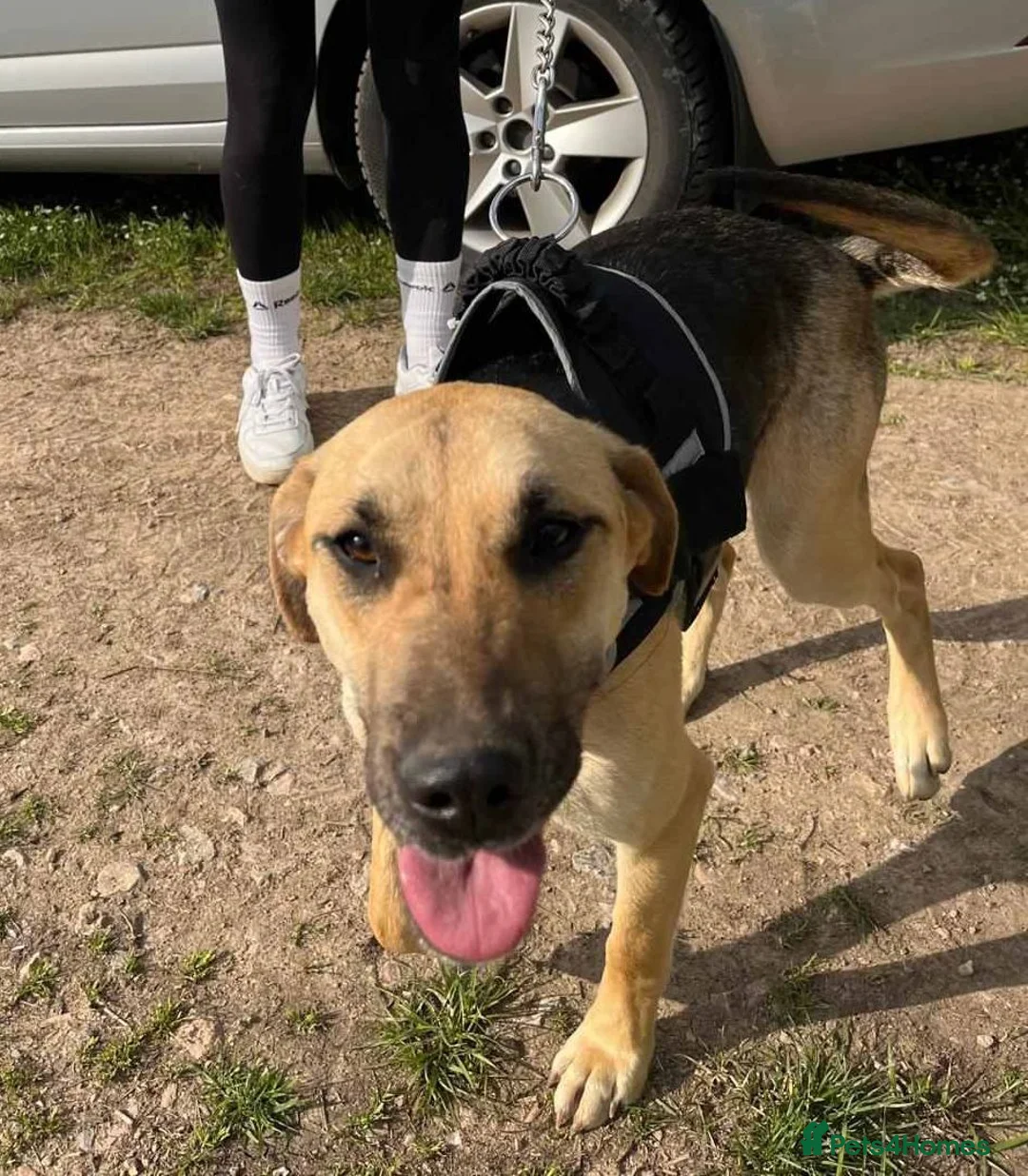 German Shepherd dogs for adoption: Maya – Young German Shepherd x Labrador Cross - Advert 1
