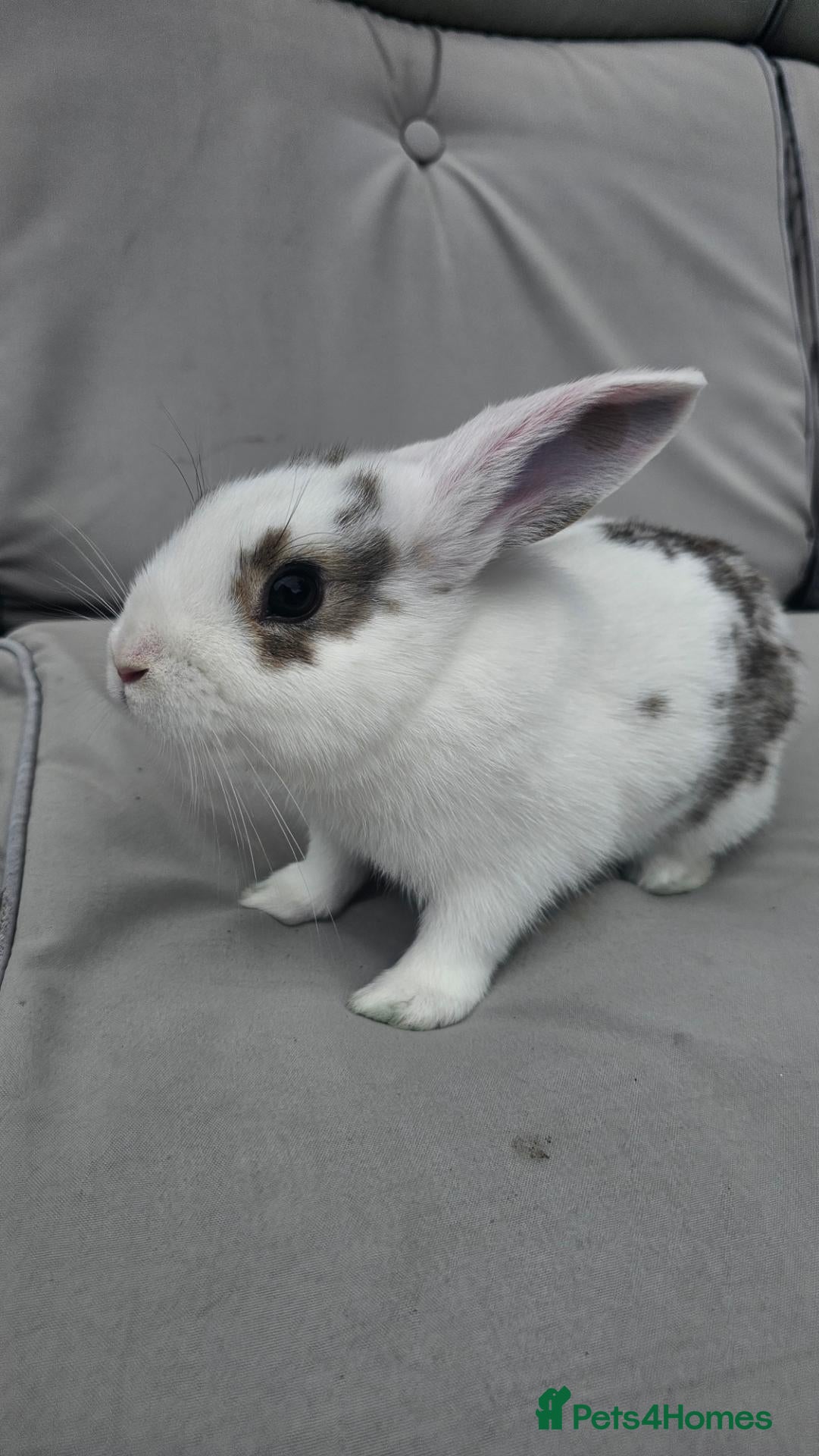 Netherland Dwarf rabbits  Adorable Baby Rabbits for Sale - Advert 4