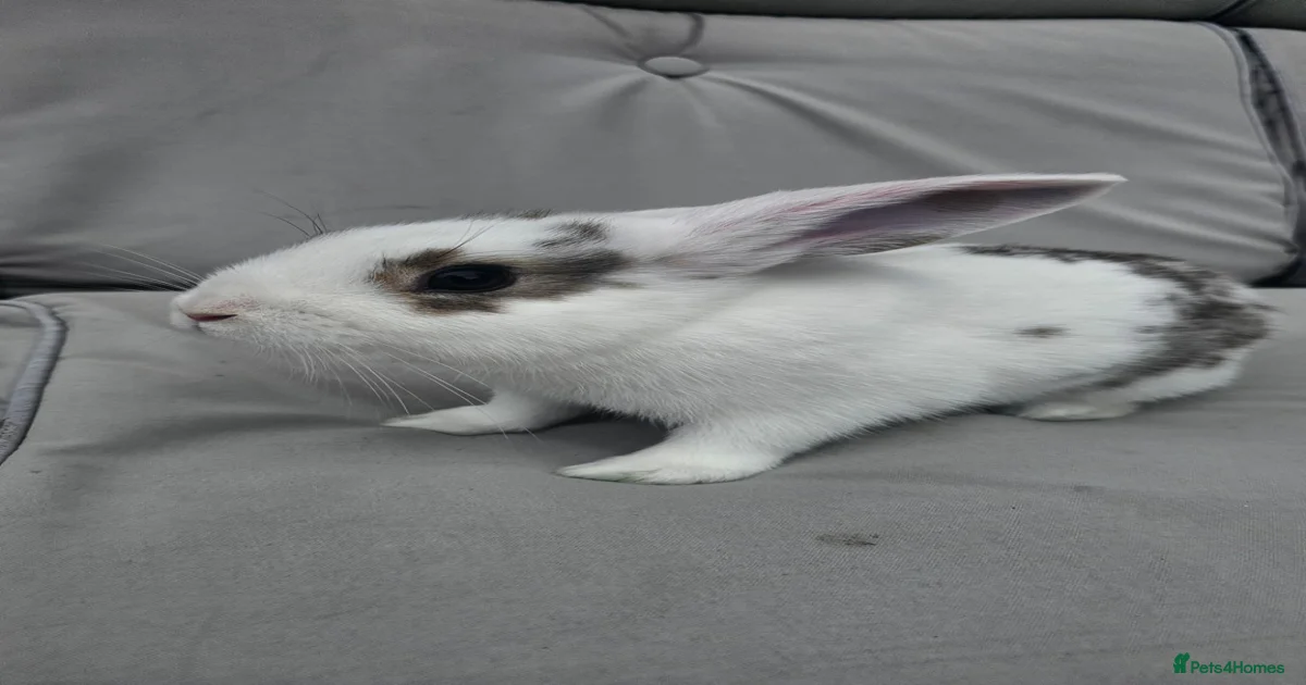 Rabbits for sale Rabbits for Sale for sale | Pets4Homes