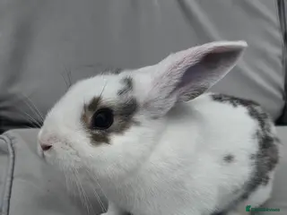 Netherland Dwarf rabbits Adorable Baby Rabbits for Sale - Advert 4