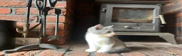 Mixed Breed cats for sale: 3 girl kittens for sale  - Advert 6