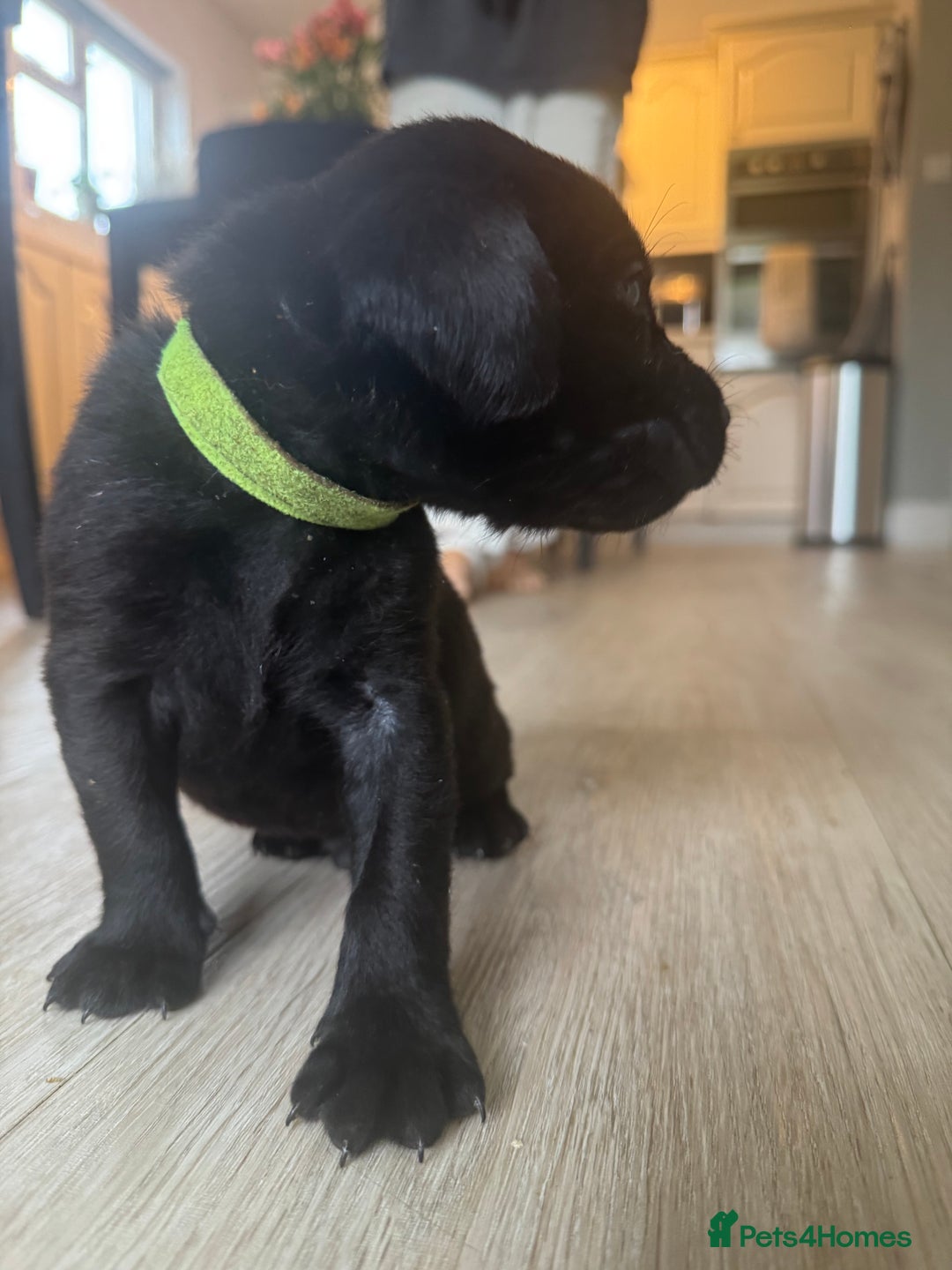 Labrador Retriever dogs for sale: Stunning homebred labs - Advert 17