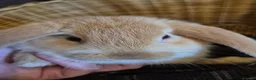 Mini Lion Lop rabbits for sale: READY THIS WEEKEND! Mini Lion Lop Baby Rabbits! - Advert 14
