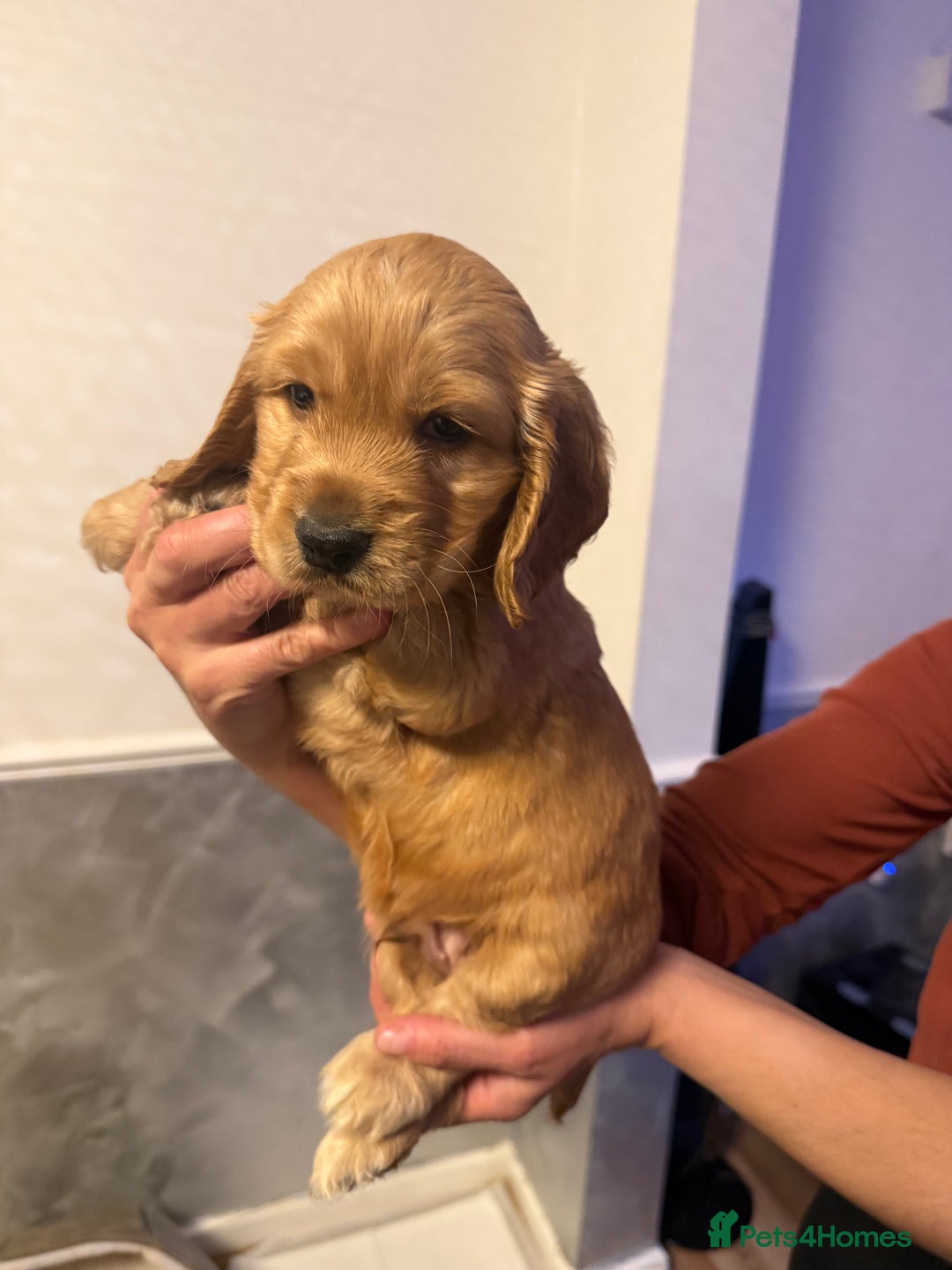 Cocker Spaniel dogs for sale: Show Type Cocker Spaniels - 3 colours available! - Image 6