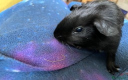 Guinea Pig rodents for sale: Lakeland Werewolf Skinny baby guinea pigs - Image 2