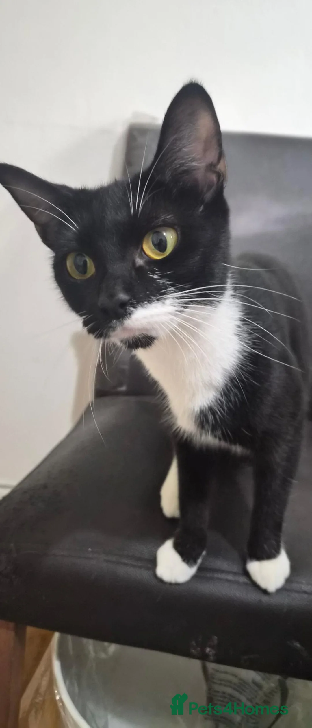 Mixed Breed cats for sale: 4 Kittens for sale in London - Advert 1