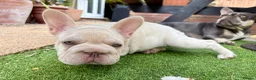 French Bulldog dogs for sale: STUNNING FRENCH BULLDOG GIRL - Advert 5