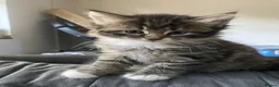 Bengal cats for sale: Baby Bengals READY NOW  - Advert 7