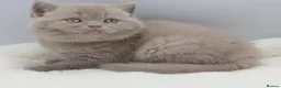 British Shorthair cats for sale: PEDIGREE REGISTERED CHUNKY BRITISH SHORTHAIRS - Advert 14