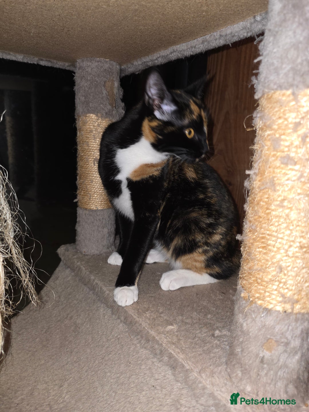 British Shorthair cats for sale: Loveable Kittens - Advert 3